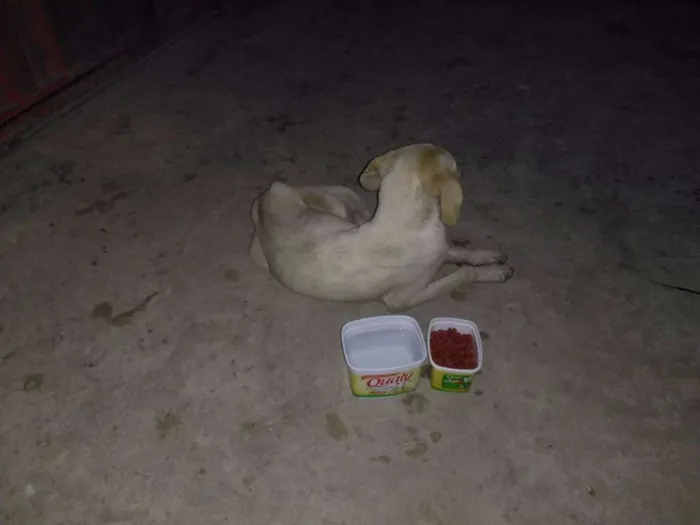 Cachorro raça  idade 1 ano nome Não possui