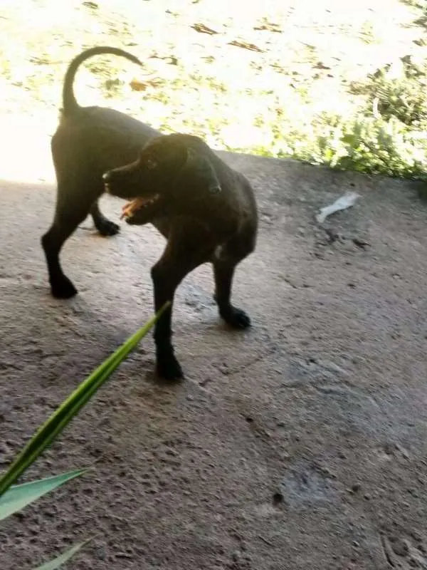 Cachorro ra a mestiço com poodle idade 4 anos nome Bilusko