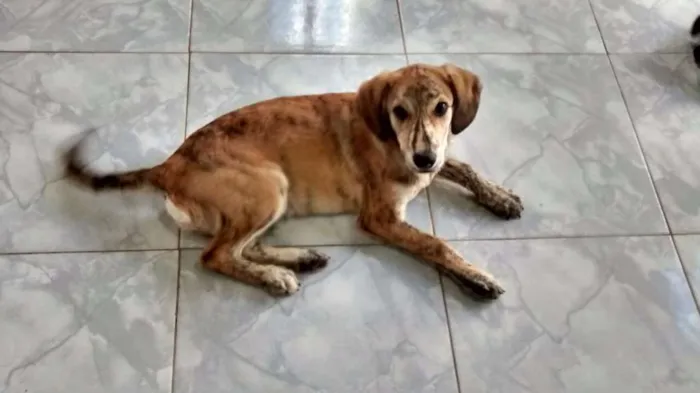 Cachorro ra a SRD idade 2 a 6 meses nome Tony