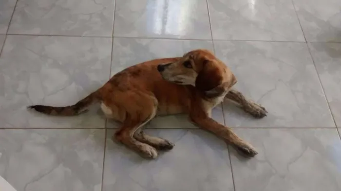 Cachorro ra a SRD idade 2 a 6 meses nome Tony