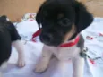 FILHOTINHOS