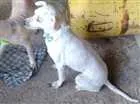 Cachorro raça mestiço poodle idade 6 ou mais anos nome Biluska