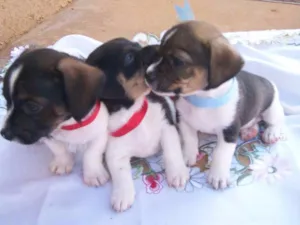 Cachorro raça Não definida idade Abaixo de 2 meses nome FILHOTINHOS 