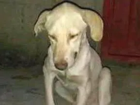 Cachorro raça  idade 1 ano nome Não possui
