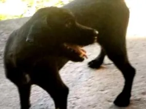 Cachorro raça mestiço com poodle idade 4 anos nome Bilusko