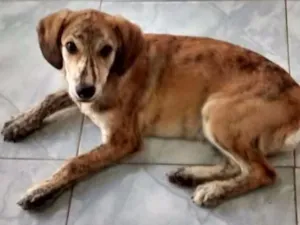 Cachorro raça SRD idade 2 a 6 meses nome Tony