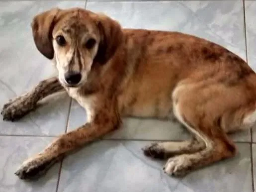 Cachorro ra a SRD idade 2 a 6 meses nome Tony