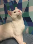 Armani