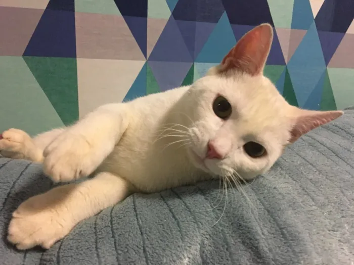 Gato ra a SRD idade 2 a 6 meses nome Armani