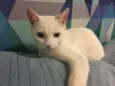 Armani