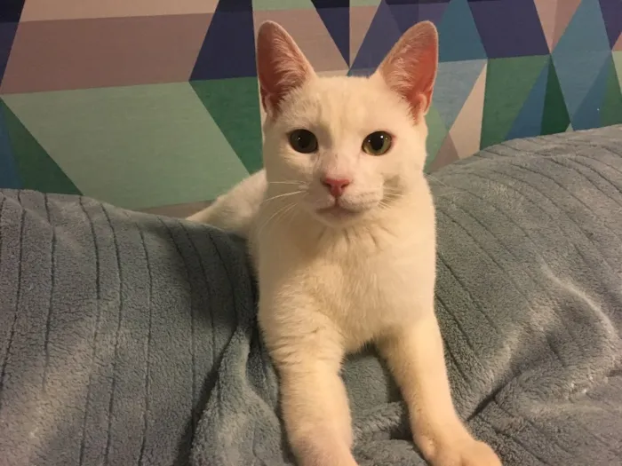 Gato ra a SRD idade 2 a 6 meses nome Armani