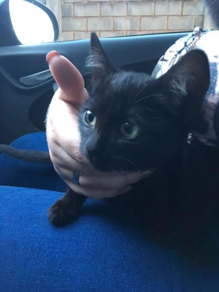 Gato ra a  idade 2 a 6 meses nome Não tem