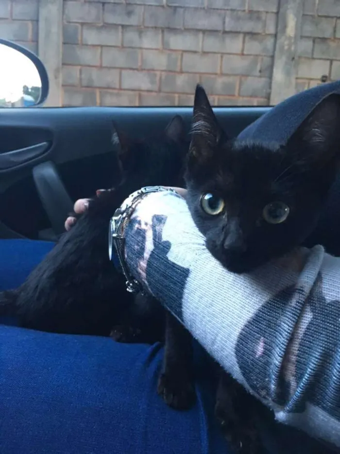 Gato ra a  idade 2 a 6 meses nome Não tem