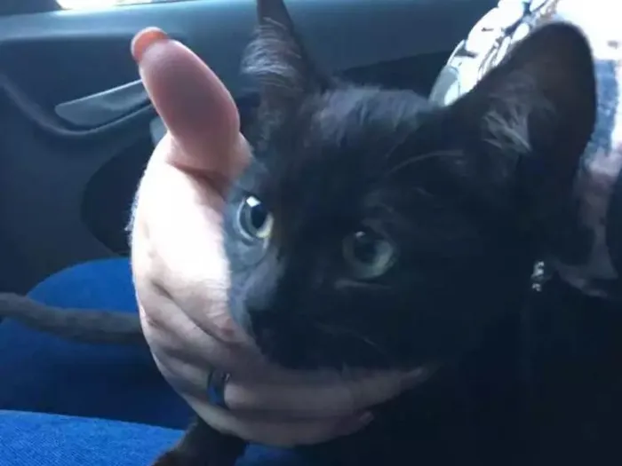 Gato ra a  idade 2 a 6 meses nome Não tem