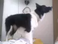Apolo
