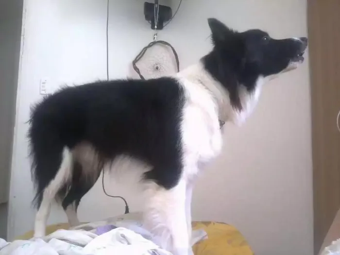 Cachorro raça Borde collie idade 2 anos nome Apolo