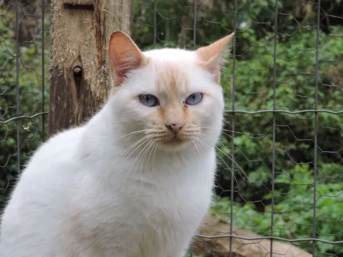Gato ra a Srd idade 7 a 11 meses nome Pluma