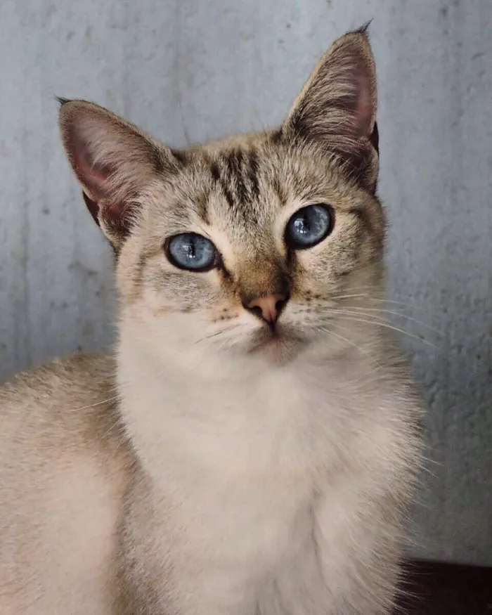 Gato ra a Srd idade 7 a 11 meses nome Vica