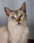 Vica