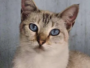 Gato raça Srd idade 7 a 11 meses nome Vica