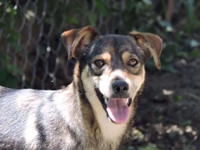 Cachorro ra a srd idade 7 a 11 meses nome CORA
