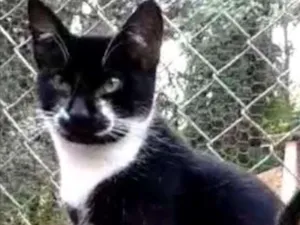 Gato raça Srd idade 7 a 11 meses nome Jerry