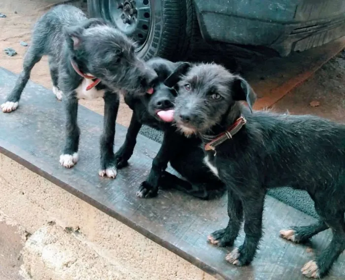 Cachorro ra a SRD idade 2 a 6 meses nome Ohana, Olivia e Olga