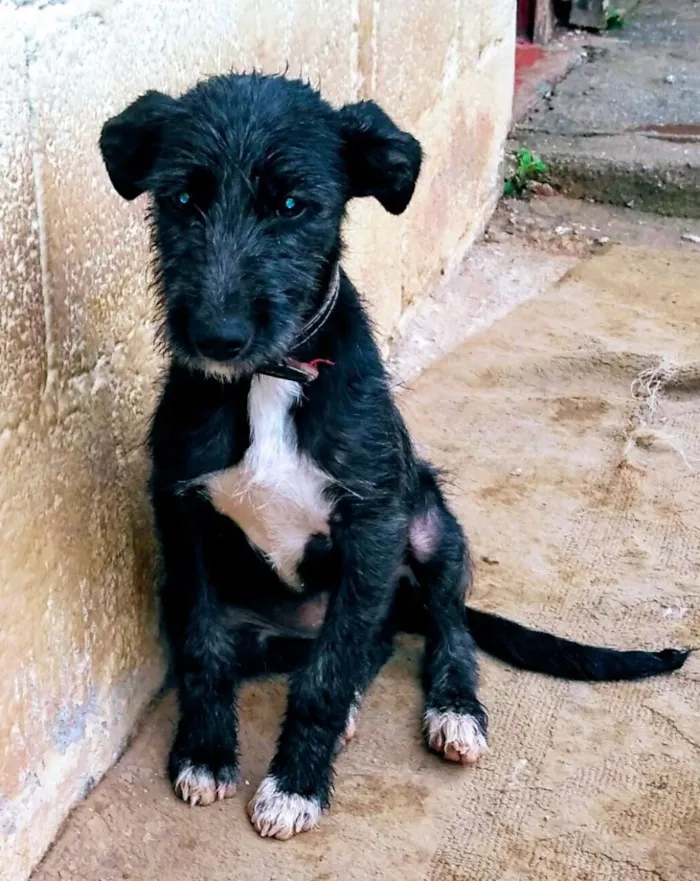 Cachorro ra a SRD idade 2 a 6 meses nome Ohana, Olivia e Olga