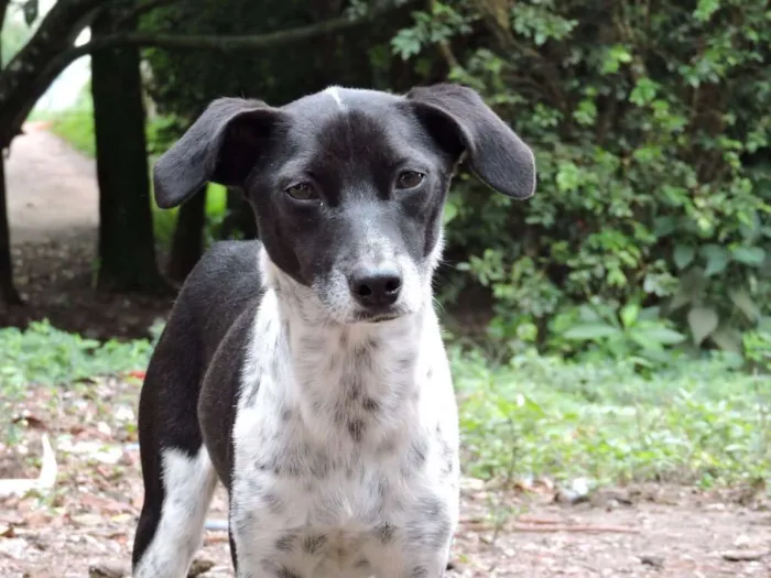 Cachorro ra a Srd idade 1 ano nome Pippa