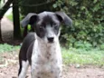 Pippa