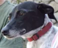 Pippa