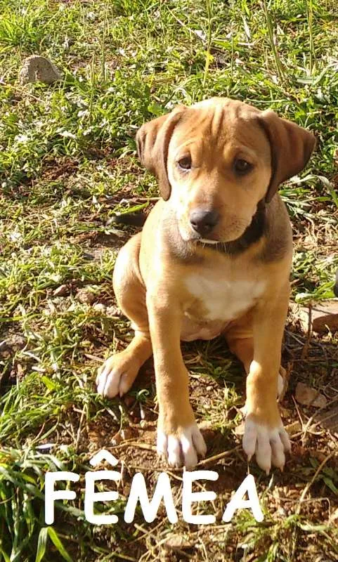 Cachorro ra a SRD idade 2 a 6 meses nome Filhotinhas