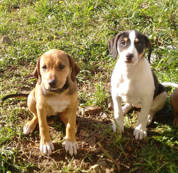 Cachorro ra a SRD idade 2 a 6 meses nome Filhotinhas