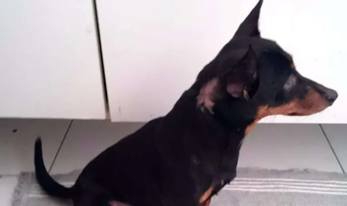 Cachorro ra a pinscher 0 idade 3 anos nome Tintin