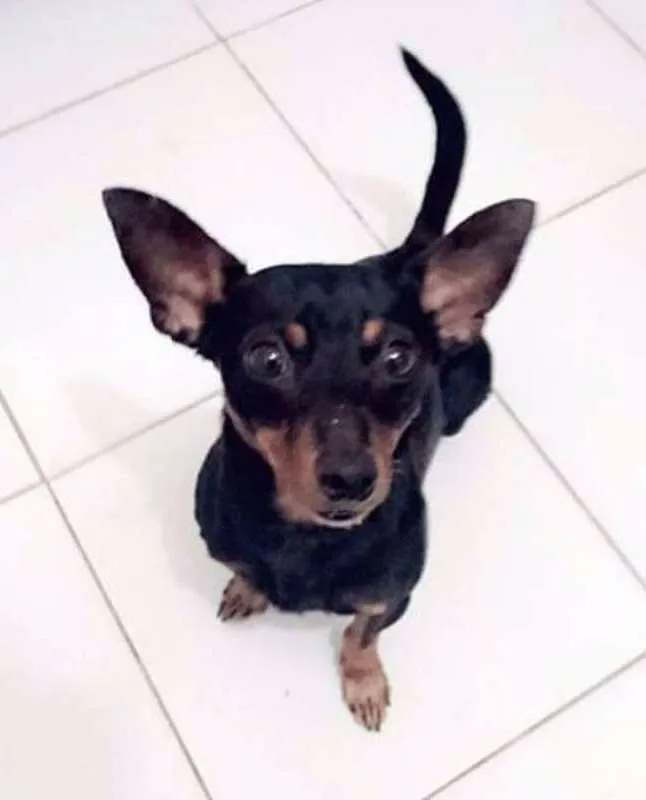 Cachorro ra a pinscher 0 idade 3 anos nome Tintin
