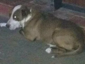 Cachorro raça Pit Bull idade 4 anos nome Thor