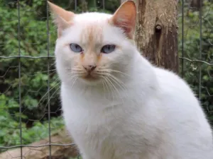 Gato raça Srd idade 7 a 11 meses nome Pluma