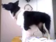 Apolo