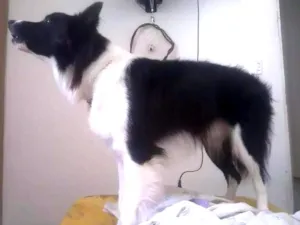 Cachorro raça Borde collie idade 2 anos nome Apolo