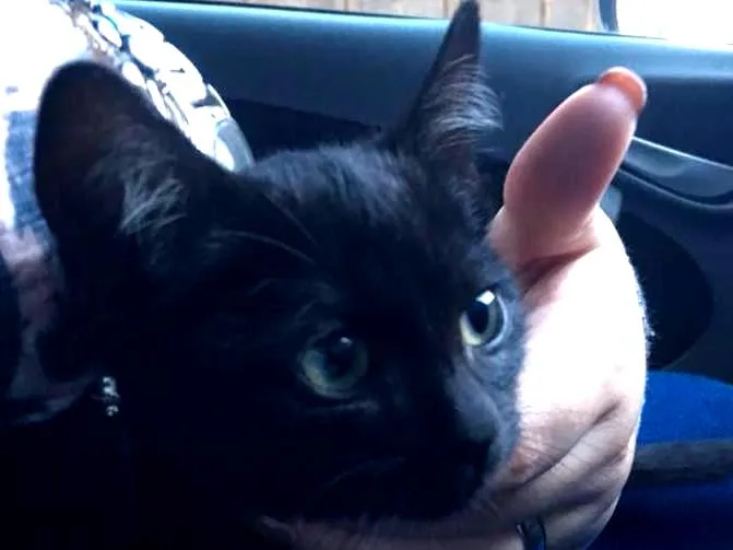 Gato ra a  idade 2 a 6 meses nome Não tem