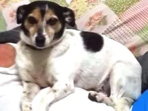 Cachorro raça Srd idade 6 ou mais anos nome Julia