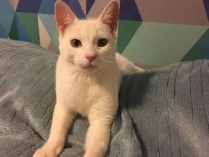 Gato raça SRD idade 2 a 6 meses nome Armani