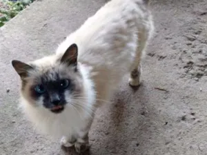 Gato raça mestiço a siamês idade 6 ou mais anos nome Fia