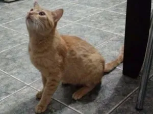Gato raça vira-lata idade 2 anos nome Jhon