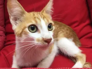 Gato raça SRD idade 2 a 6 meses nome Mexerica