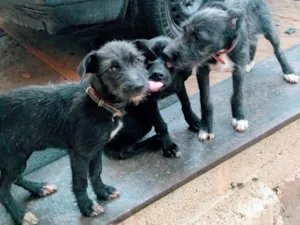 Cachorro raça SRD idade 2 a 6 meses nome Ohana, Olivia e Olga