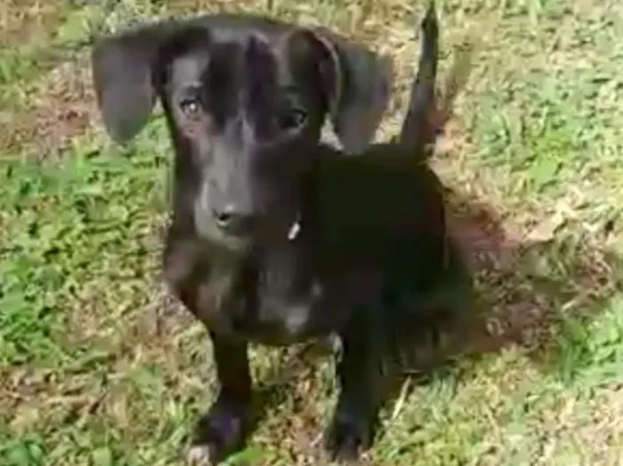 Cachorro ra a SRD idade 2 a 6 meses nome Ohana, Olivia e Olga