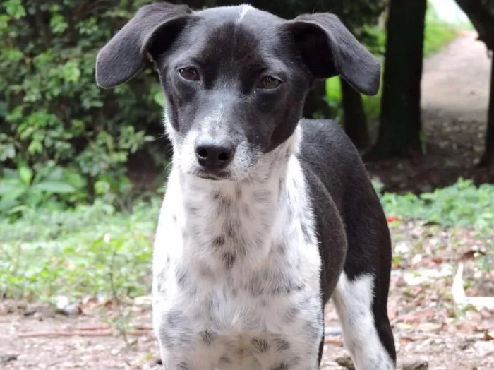 Cachorro ra a Srd idade 1 ano nome Pippa