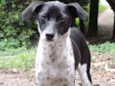 Pippa