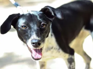 Cachorro raça Srd idade 1 ano nome Pippa